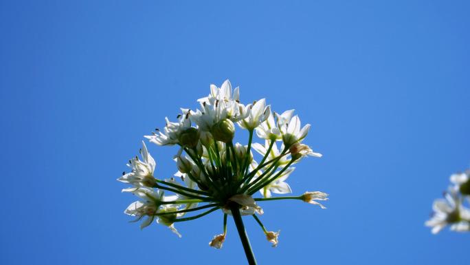 4K呼伦贝尔野生韭菜花