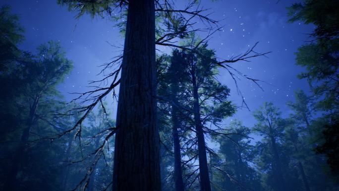 夜色森林光影