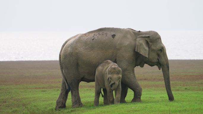 一群大象在国家公园缓慢地吃草