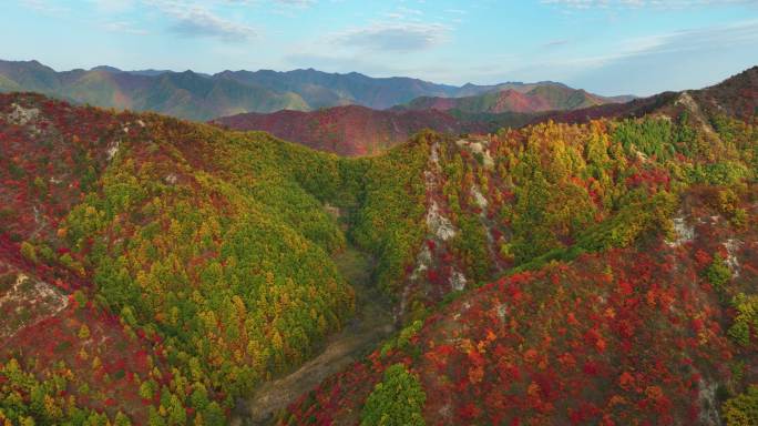 大山里满山红叶群山航拍空镜9