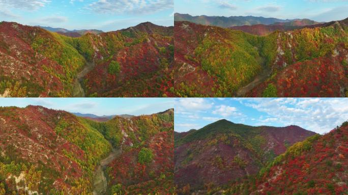 大山里满山红叶群山航拍空镜9