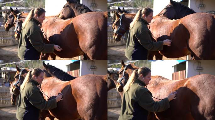 一位年轻的兽医正在对一匹小马驹进行检查。
