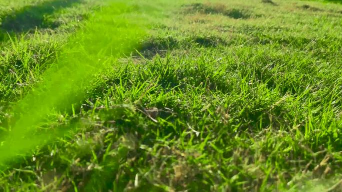 阳光照射下的绿草地自然视频素材