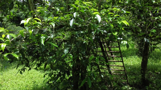 采茶 古茶树 普洱 老班章茶 茶农