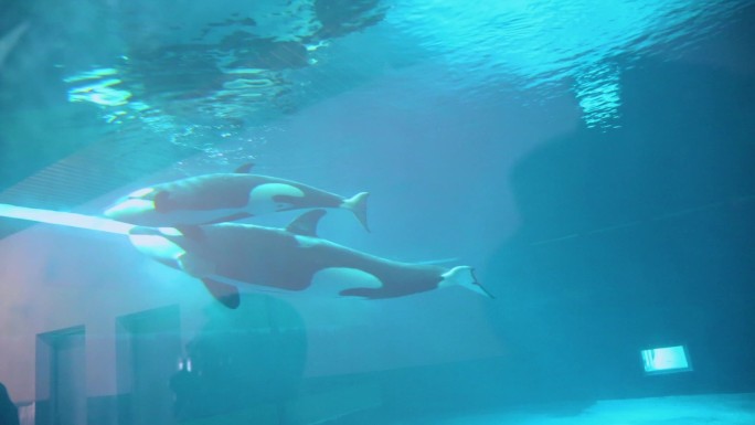 海洋公园 虎鲸 水下拍摄 海洋馆