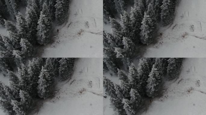 新疆 冰雪 松树 天山 滑雪