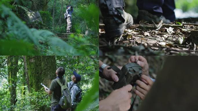 重阳登高野生植物保护研究森林古树