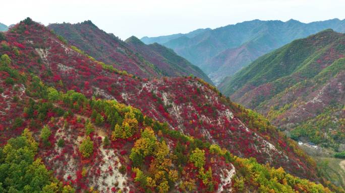 大山里满山红叶群山航拍空镜12