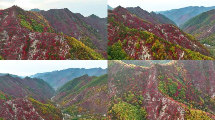 大山里满山红叶群山航拍空镜12