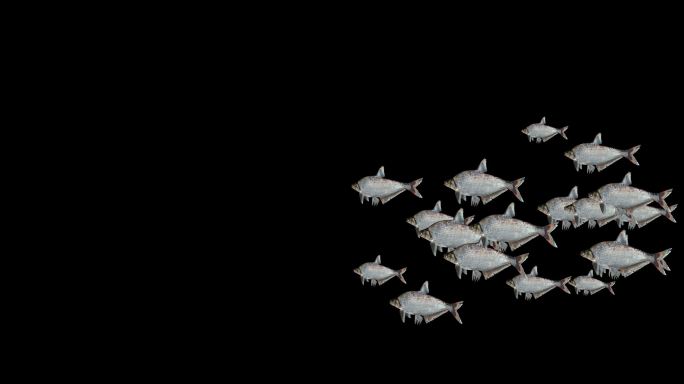 法罗鱼小鱼群游动动画通道素材