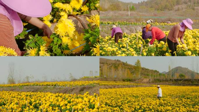 菊花产地