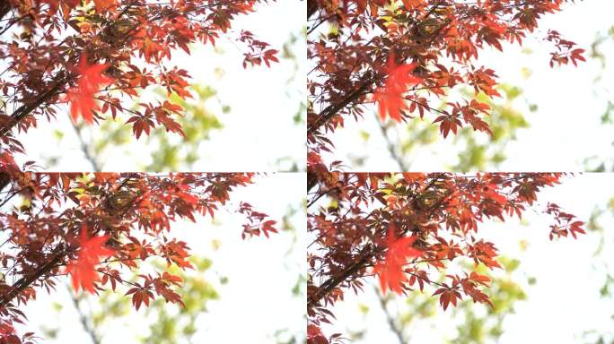 秋天的 红枫叶特写