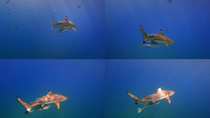 自由潜水拍摄鲨鱼和鱼群以及寄生鱼1