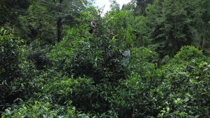 采茶 古茶树 普洱 老班章茶 茶农