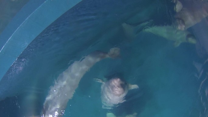 海洋公园 白鲸 水下拍摄 海洋馆