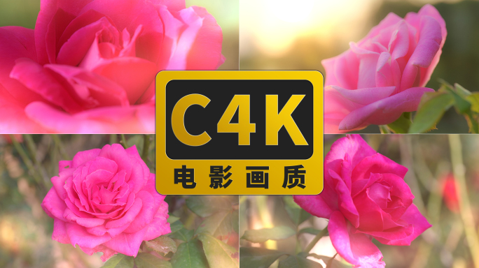 玫红粉红月季花 真C4K