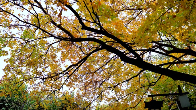 秋天的济南趵突泉公园旅游实拍景色视频4K