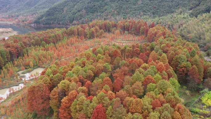 小芝红树林