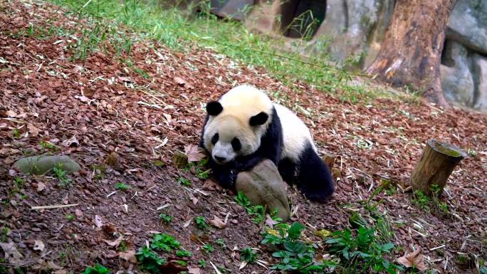 成都大熊猫基地 熊猫爬走日常