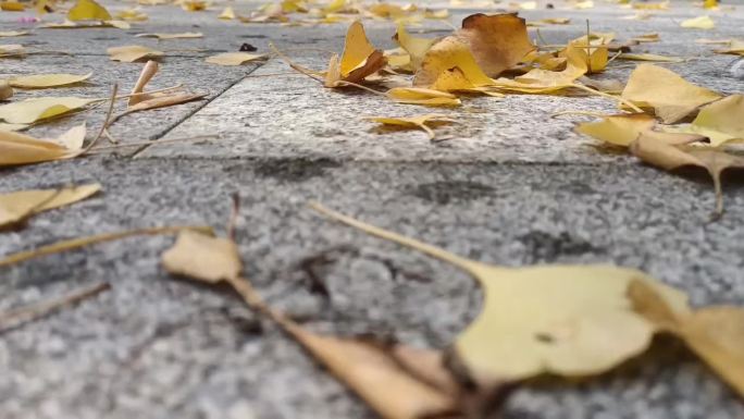 秋天风景银杏树落叶时光记忆童年