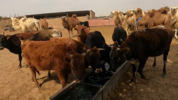 骆驼牛在一个水槽里吃水