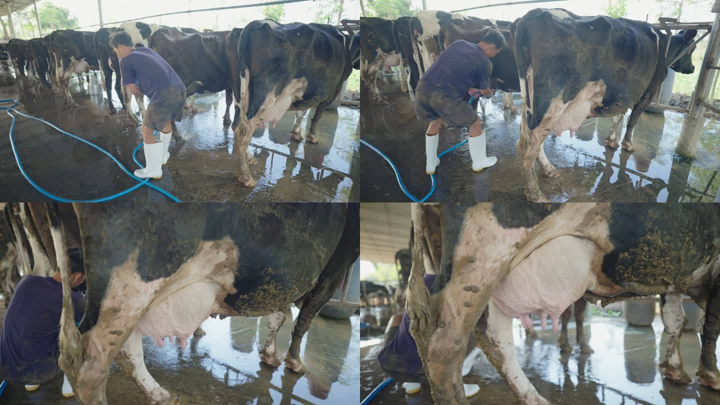 奶牛吃食物，在谷仓挤奶。农民清洗奶牛。