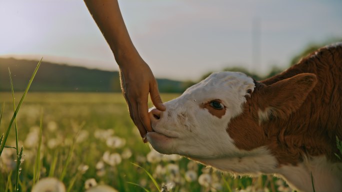 日落时分，小牛犊在草地上舔农夫的手