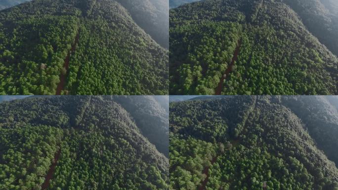原始森林视频云南山区松树林穿行小路