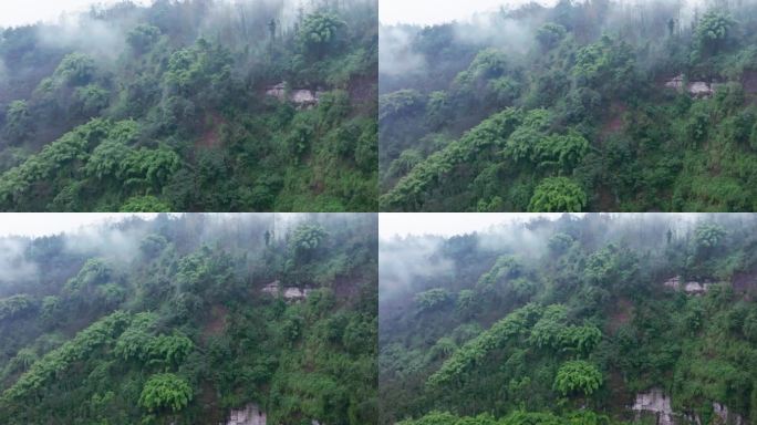 烟雨蒙蒙大山竹林航拍风景