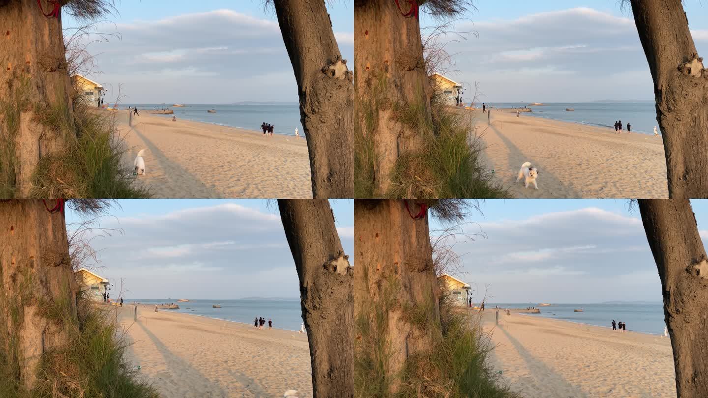 海边一只可爱的小狗