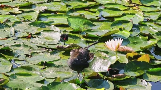 黑水鸡母子在南湘公园湖睡莲荷叶上行走觅食