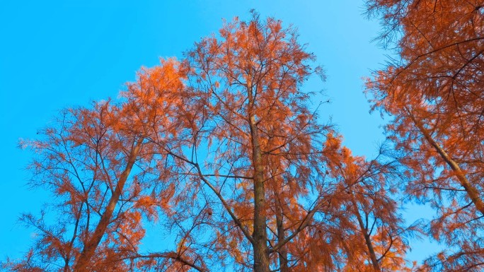深秋景色、红色水杉乔木