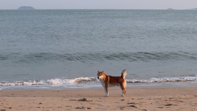 海边的狗