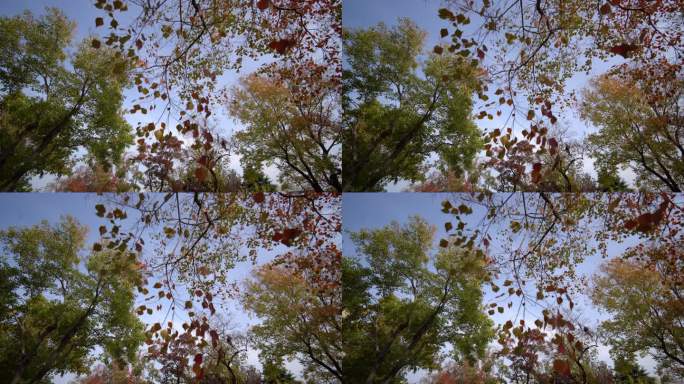 威海悦海公园滨海大道的乌桕树叶