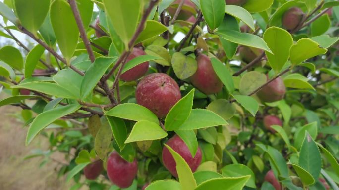 俯瞰千亩油茶示范基地摘油茶果