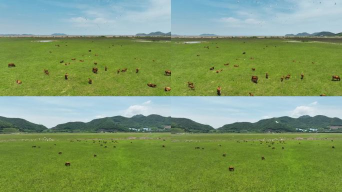 养殖 牛羊 草原 原生态 农业