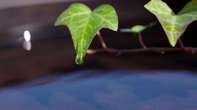 叶子上的水滴滴入水中