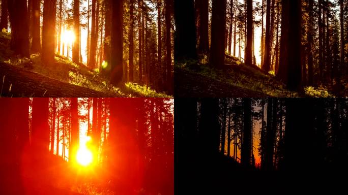 树木日落逆光唯美森林日落光影变化林间阳光