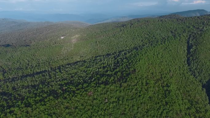 原始森林视频云南楚雄山区松树林绿色海洋