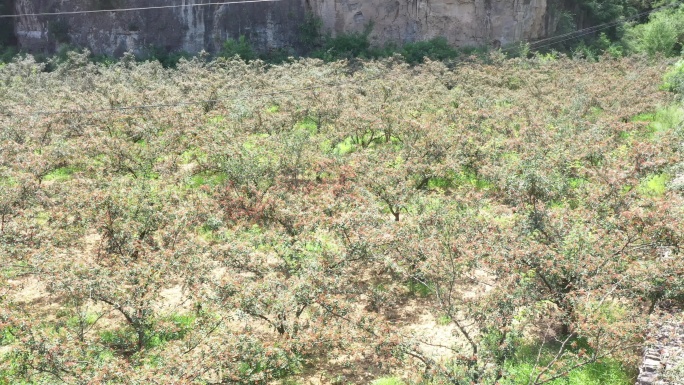 4k花椒种植花椒树花椒田大面积种植