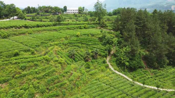 4K航拍茶园绿色环保千山茶园茶叶最美茶园