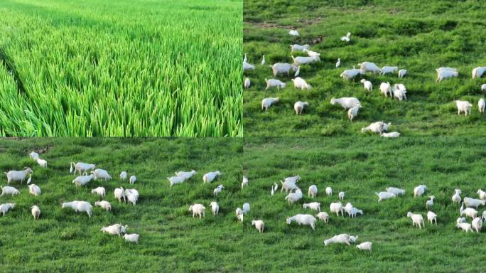 生态 羊群 飞鸟 草地 养殖