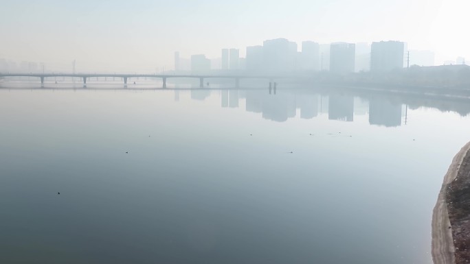 城市河流水鸟