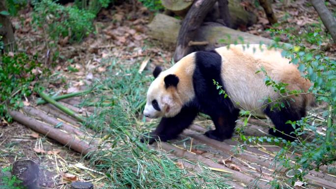 成都大熊猫基地 行走的熊猫