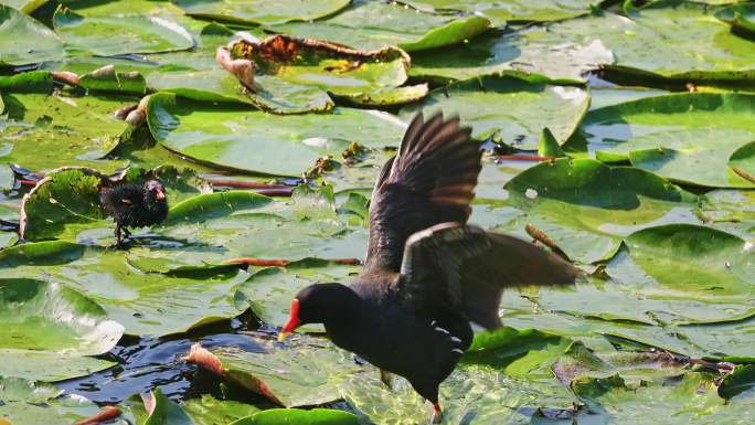 黑水鸡母子在南湘公园湖睡莲荷叶上行走觅食