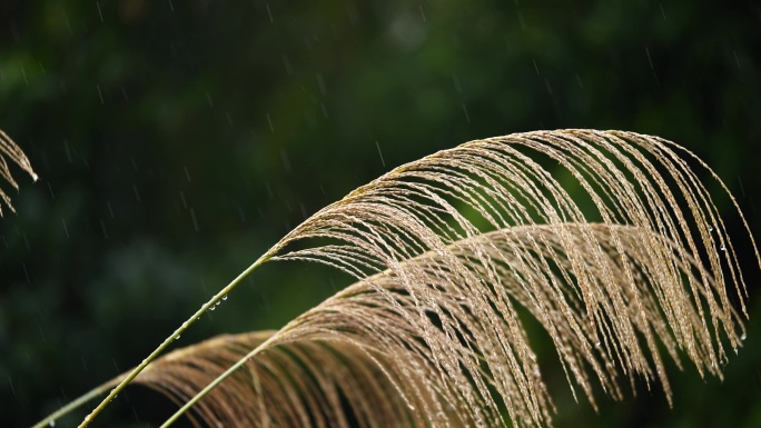 丝丝小雨