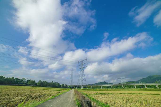 丰收的田野 金色稻田 万亩稻田 稻浪