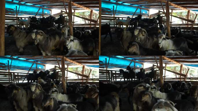 山羊在市场上等待买家参加祭祀节。