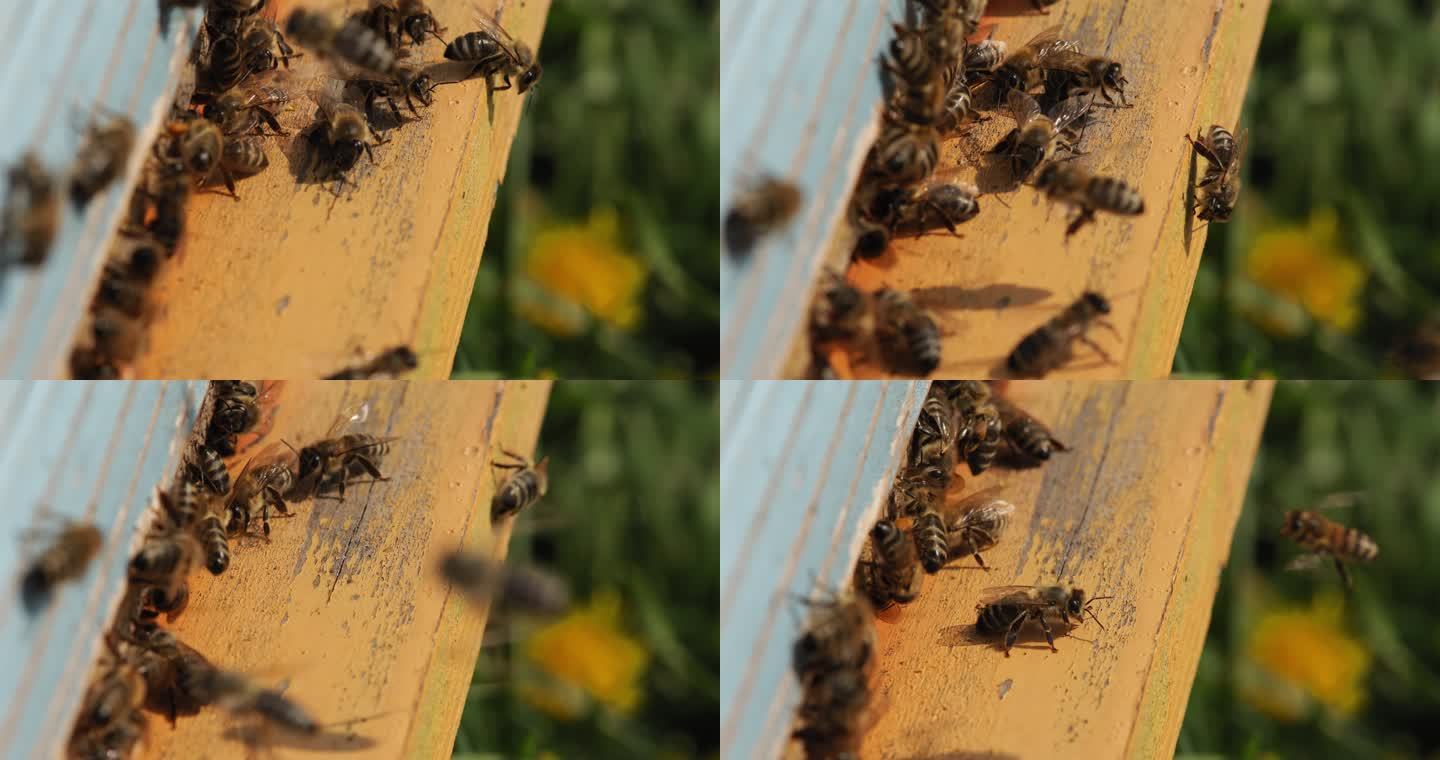 蜜蜂进入蜂巢蜜蜂巢蜂蜜产出