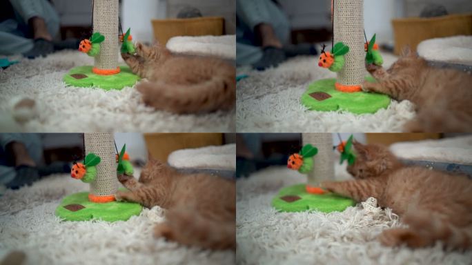 可爱的橙色小猫玩耍
